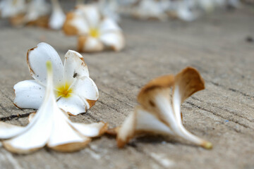 Withered plumeria flowers falling on the cement floor.