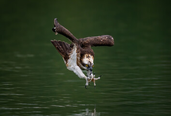 An osprey diving into water and hunting fish with spread curved claws in Sindian, Taiwan