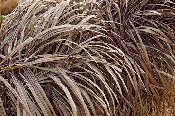 Elephant grass (Cenchrus purpureus 'Tift 8'). Called Napier grass and Uganda grass also