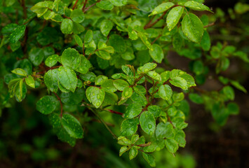 green small leaves during the rain. rain drop
