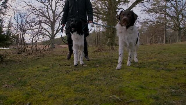 Two young baby happy and curious black and white Stabyhoun Stabij dogs on a walk in the forest with their owner on a leash. Playing and jumping around in the woods on a spring day.