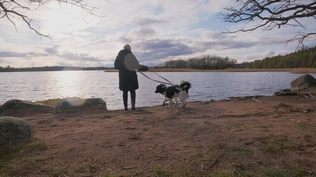 Two playful young happy and curious black and white rare Stabyhoun Stabij dogs on a walk on the beach with their owner on a leash. Playing and jumping around near the shore water on a spring day.