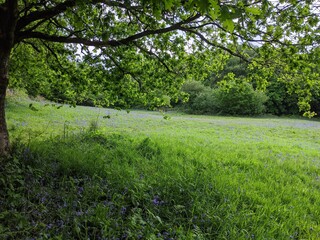 green field with bluebells, blue sky,  and overhanging tree