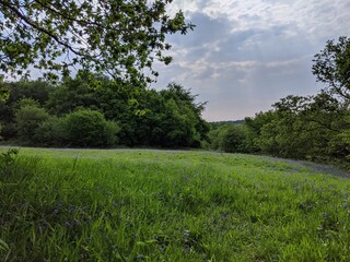 green field and blue sky with trees and bluebells 