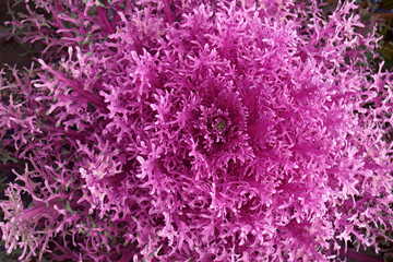 Ornamental Kale (Brassica oleracea). Called Leaf cabbage also