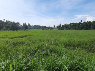 Nature, kakkanad, kerala 