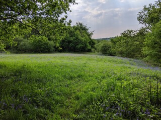 green field and blue sky with trees and bluebells 