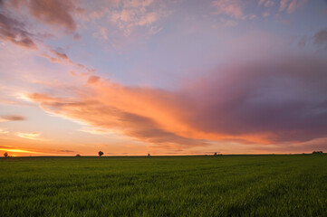 zachód słońca nad polami zbóż