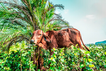 The cow eating leaves standing in bushes close up