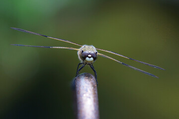 Dragon-fly - Vierfleck – Female Animal, Libellula quadrimaculata. Four-spotted chaser. found...