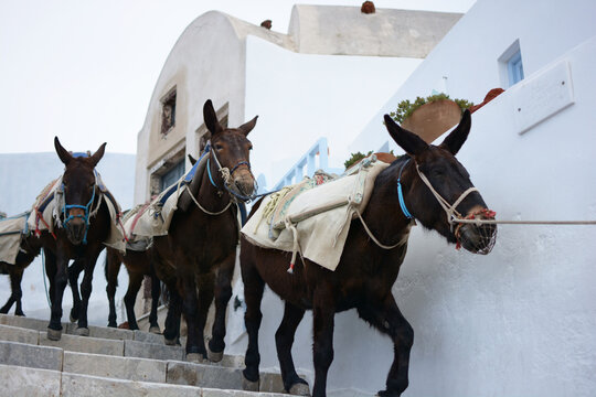 Donkeys transporting goods in Oia village on Santorini Island, Greece. View of mules carrying cargo with pack saddle on the stairs