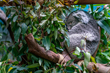 The view of sleeping koala