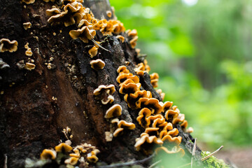 mushrooms on a stump in the forest