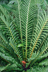 Red brazilian tree fern (Neoblechum brasiliense). Called Red dwarf tree fern also