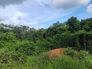 Nature, kadayiruppu, kerala 