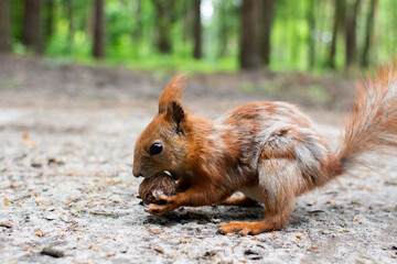 squirrel sitting eating a nut in the forest
