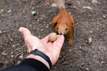 squirrel takes a nut from his hand