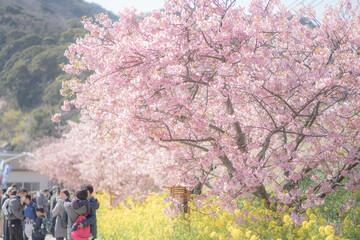 河津桜と菜の花