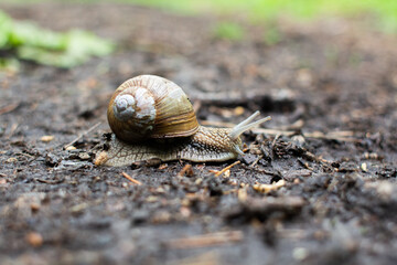 big snail on the ground in the forest