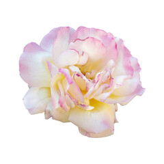 Pink Rose Flower Isolated on White Background. Blooming pink rose flower.