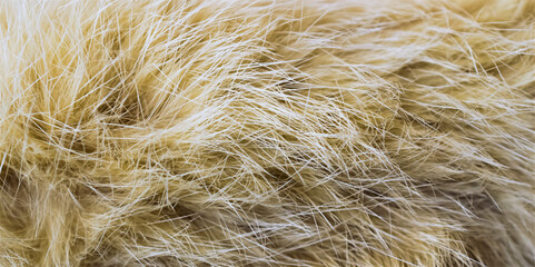 cat fur brown color. background and texture