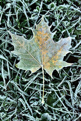 Autumn frozen maple leaf background with hoarfrost. Vertical photo.