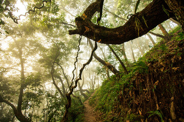 Fabulous jungle in the fog