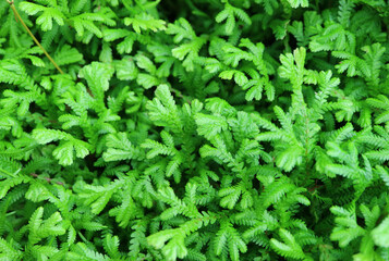 Vibrant green foliage of Spikemoss or Selaginella with selective focus	