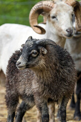 portrait of a young sheep