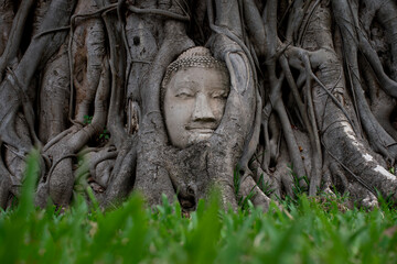 Obraz premium Old Buddha's hear more than 600 years old inside root tree in Wat Maha That in Ayutthaya, Thailand.