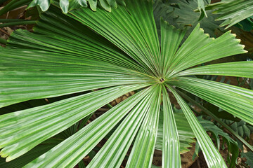 Australian fan palm (Licuala ramsayi). Called Queensland also