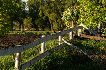 Fototapeta premium Robin On Old White Fence