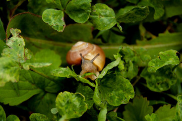 a snail eating a green leaf