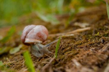 a snail crawling on the ground