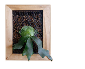 Orchid leaves in a beautiful square frame, used as ornaments Coffee shop interior design.