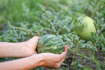 Green striped watermelon in farmer's hand
