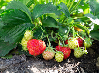 Ripe strawberry in the summer garden.