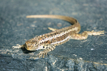 Eidechse auf Isabela, Provinz Galápagos, Ecuador