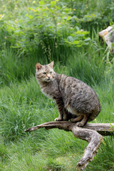 Portrait of a wild cat on a branch 