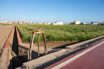 cultivation of the tigernut when it is green in the field