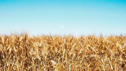 Fototapeta na wymiar Closeup of ripe wheat ears, outdoors