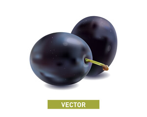 Ripe and juicy plum fruit. Realistic vector illustration isolated on white.