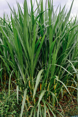 Obraz premium Napier grass, green leaves for raising animals.