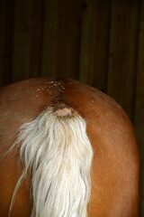 Sommerekzem. Detail eines Pferdes mit Haarausfall am Schweif