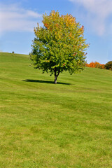 Fototapeta na wymiar Bobcaygeon, Ontario / Canada - 10/11/2008: Composition of single maple trees on a hill of green grass. The maple tree start changing its leaves color from green to yellow