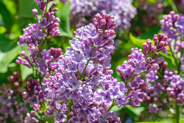 Luxurious branches of blooming lilac close-up in spring.