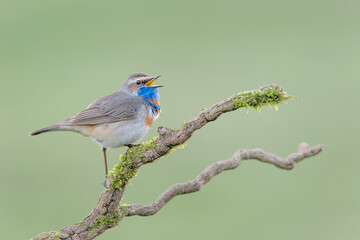 The beautiful Bluethroat on branch (Luscinia svecica)