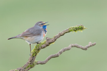 Bluethroat male call his female in breeding season (Luscinia svecica)
