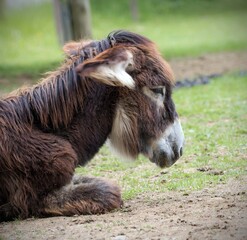 Obraz premium Close up of a donkey in a game park 