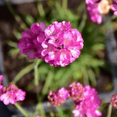 Herbaceous perennial Armeria maritima, commonly called thrift or sea pink
